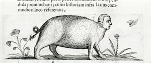 La manticore - i "Om naturen til monstrenes årsaker bok to" av Fortunio Skjønt av Italian School