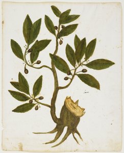 Laurel Tree (Laurus nobilis) (wc og tempera på papir) av Italian School