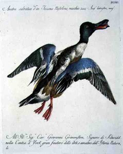 Mallard in Flight, ca. 1767-76 (håndfarget gravering) av Italian School