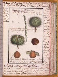 Ms 115 Chestnut, fra Dizionario di Botanica (penn og blekk og wc på papir) av Italian School
