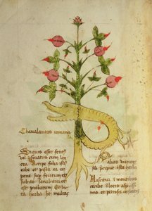 Ms 1591 Fol.6v Urt av romersk ridderlighet, sent ca. 15. (vellum) av Italian School