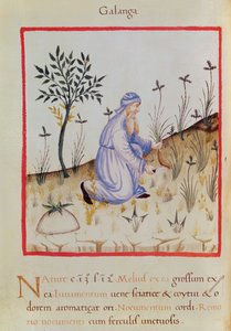 Ms 3054 f.22 Harvesting galangal, fra 