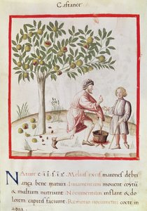 Ms 3054 fol.31 Høsting og koking av kastanjer, fra 