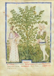 Nouv Acq Lat 1673 fol.28v Selleri, fra Tacuinum Sanitatis, ca. 1390-1400 av Italian School
