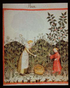 Nova 2644 f.32r Samler dill av Italian School