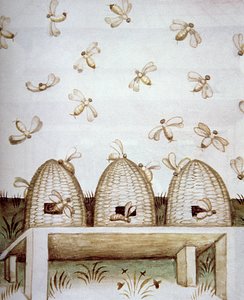 Nova 2644 fol.94v Bikuber, fra Tacuinum Sanitatis av Italian School
