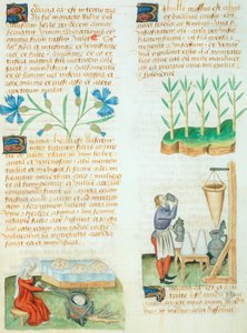 Side fra Tractatus de Herbis av Dioscorides Pedanius av Italian School
