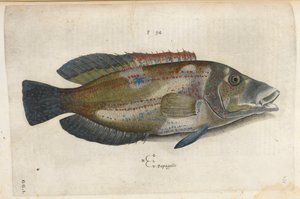 Papegøye (Nematistius pectoralis), illustrasjon fra 