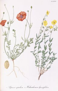 Valmueapule og Helianthemum hyssopifol, 1811-1838 av Italian School
