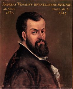 Portrett av Andre Vesale (Andreas Vesalius) (1514-1564), anatom og doktor av Charles V anonymt maleri av den italienske skolen. Padua fra 1500-tallet, universitetet av Italian School