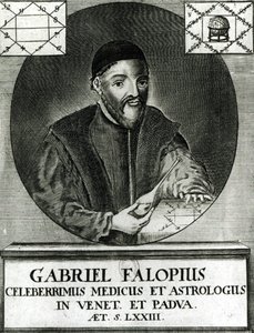 Portrett av Gabriel Fallopius (1523-62) av Italian School