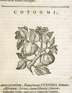 Quince (Cydonia oblonga), gravering av Castore Durante av Italian School