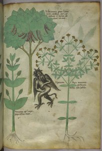 Sloane 4016 f.103 Miniatyr av planter og en demon: urten Ypericon, angivelig frastøtt demoner, fra 'Herbal', ca. 1440 (blekk og farge på vellum) av Italian School