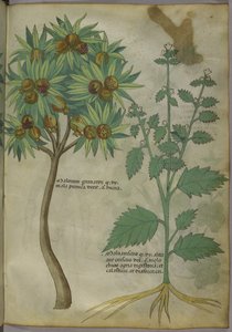 Sloane 4016 f.36 'Treatise on Herbs', ca. 1440 (vellum) av Italian School
