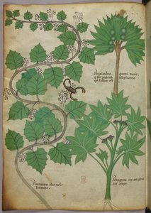 Sloane 4016 f.3v botanisk illustrasjon, ca. 1440 (vellum) av Italian School