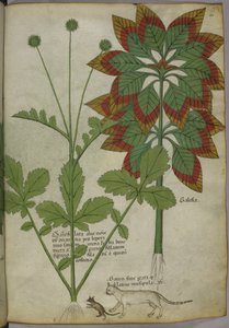 Sloane 4016 f.40 Plants, fra 