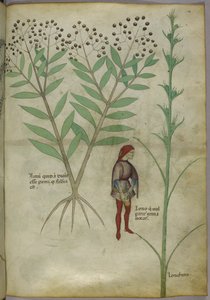 Sloane 4016 f.54 Mann som urinerer i en gryte, fra 'Tractatus de Herbis', ca. 1440 (vellum) av Italian School