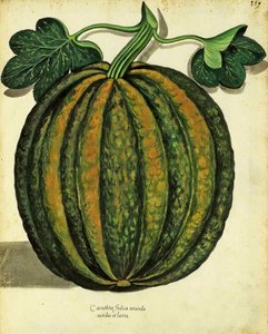 Squash av Ulisse Aldrovandi (1522 - 1605) tallerken utgitt i Piante Fiori Frutti (håndfarget gravering). av Italian School