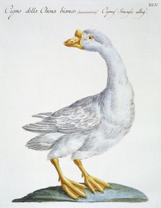 Svane, ca. 1767-76 (håndfarget gravering) av Italian School