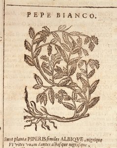 Hvit pepper fra sort pepperplante (Piper nigrum), gravering av Castore Durante av Italian School