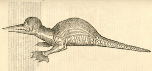 illustrasjon av Draco marinus monophthalmos bipes fra Aldrovandis History of Monsters, 1642 av Italian School