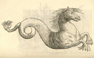 illustrasjon av Equus marinus monstrosus fra Aldrovandis History of Monsters, 1642 av Italian School