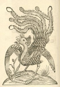 illustrasjon av Gallus Indicus auritus tridactylus fra Aldrovandis History of Monsters, 1642 av Italian School