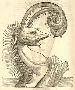 illustrasjon av Pseudophyseter fra Aldrovandis History of Monsters, 1642 av Italian School