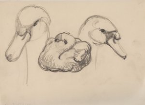 Svane og svanehoder av J.A. Jerichau