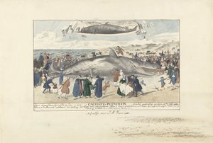 Spermhval strandet ved Egmond aan Zee, 1764 Rett nord for Egmond op Zee, en Cagelot eller Potwhale. strandet i live den 15. februar: 1764. (tittel på objekt) av J.A. Visser