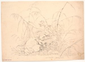 Plantestudie. Siv og slyngplanter av J.P. Møller