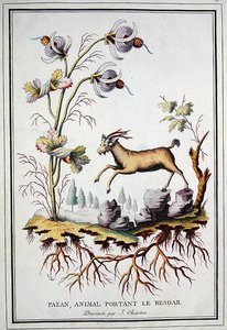 En Pazan, vill fjellgeit som bærer en bezoar i magen av J. (after) Charton