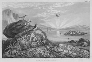 Alger eller marine planter (farget gravering) av J. (after) Stewart