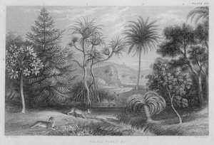 Palmer, furu etc (farget gravering) av J. (after) Stewart