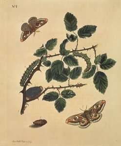 Sommerfugler, larver og planter: Tavle 1, av J. Dutfield av J. Dutfield
