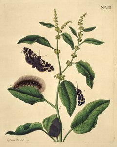 Sommerfugler, larver og planter: Tavle VIII av J. Dutfield av J. Dutfield