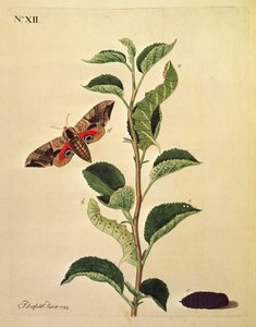 Sommerfugler, larver og planter: Tavle XII av J. Dutfield av J. Dutfield