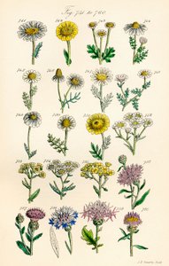 Side med fargeillustrasjoner fra British Wild Flowers etter et verk av J. E. Sowerby og C. P. Johnson