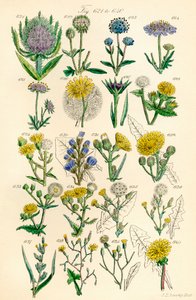 Side med fargeillustrasjoner fra British Wild Flowers etter et verk av J. E. Sowerby og C. P. Johnson