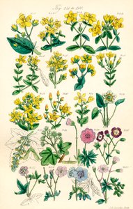 Side med fargeillustrasjoner fra British Wild Flowers etter et verk av J. E. Sowerby og C. P. Johnson