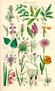 Side med fargeillustrasjoner fra British Wild Flowers etter et verk av J. E. Sowerby og C. P. Johnson