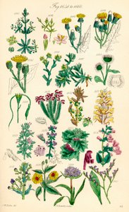 Side med fargeillustrasjoner fra British Wild Flowers etter et verk av J. E. Sowerby og C. P. Johnson