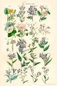 Side med fargeillustrasjoner fra British Wild Flowers etter et verk av JE Sowerby og CP Johnson