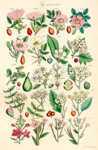 Side med fargeillustrasjoner fra British Wild Flowers etter et verk av J. E. Sowerby og C. P. Johnson