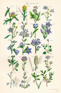 Side med fargeillustrasjoner fra British Wild Flowers etter et verk av J. E. Sowerby og C. P. Johnson