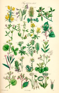 Side med fargeillustrasjoner fra British Wild Flowers etter et verk av J. E. Sowerby og C. P. Johnson