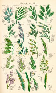 Side med fargeillustrasjoner fra British Wild Flowers etter et verk av J. E. Sowerby og C. P. Johnson