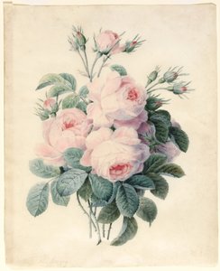 Spray av Centifolia Roses (wc over grafittkontur på vellum) av J. Herzog