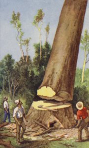 Felling av en kauri furu (farge litho) av J. Macfarlane