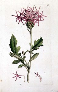 Great Knapweed, fra et volum av "English Botany" pub. 1790-1814 (håndfarget gravering) av J. and Smith J.E. Sowerby